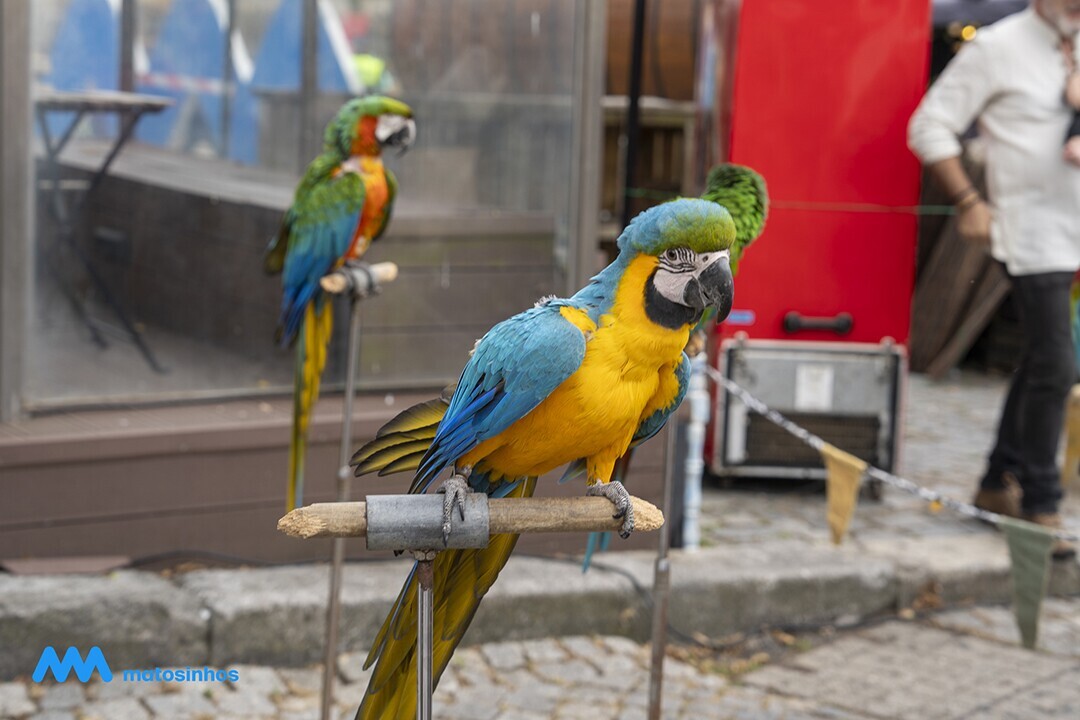 not_piratas_dia_9jul_9_1_2500_2500